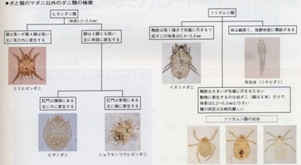 画像の説明